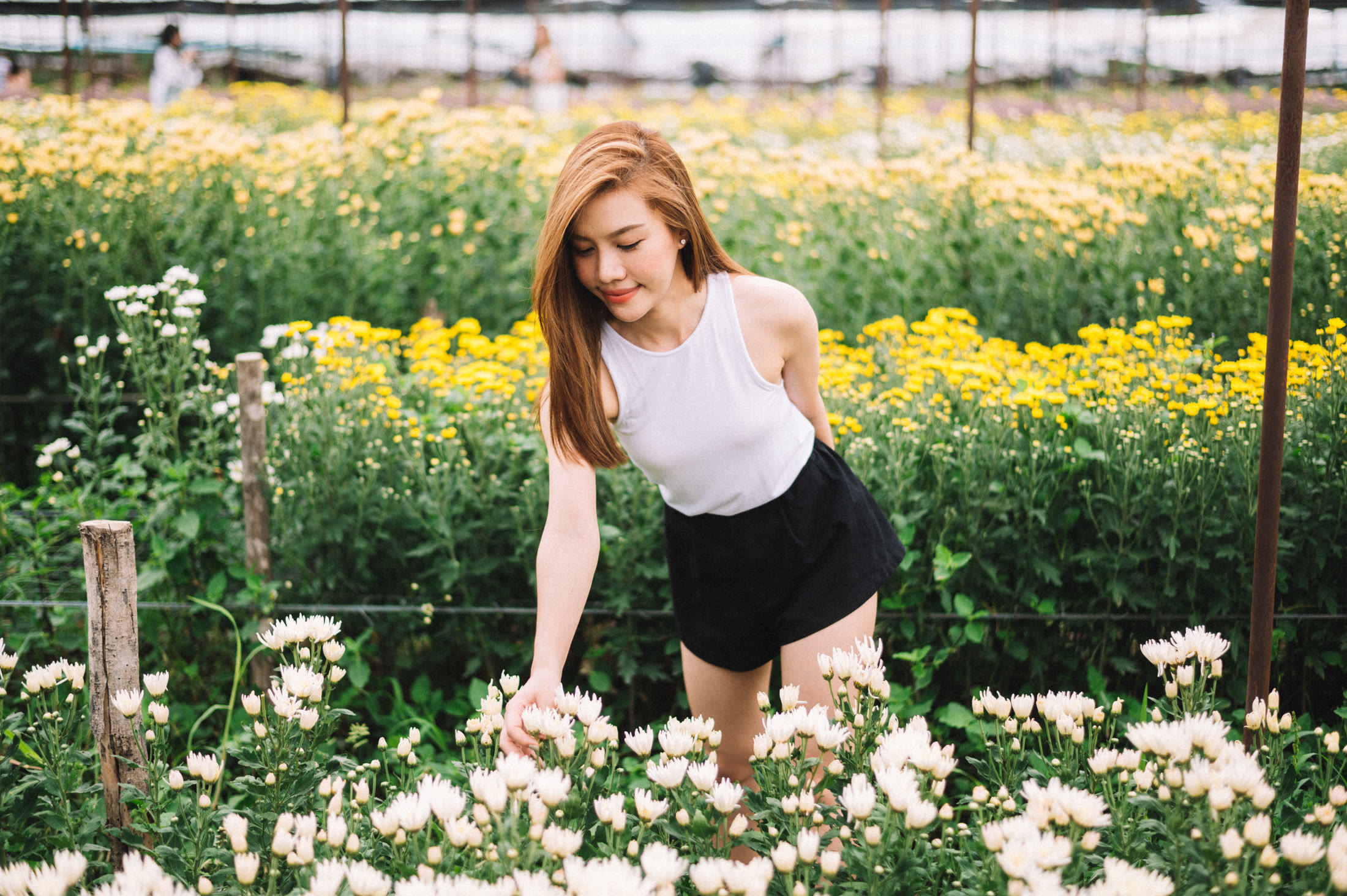 หญิงสาวในทุ่งดอกเบญจมาศ